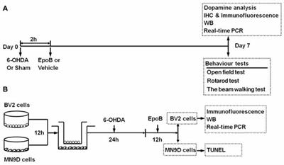 Epothilone B Benefits Nigral Dopaminergic Neurons by Attenuating Microglia Activation in the 6-Hydroxydopamine Lesion Mouse Model of Parkinson’s Disease